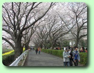 さくら祭り2