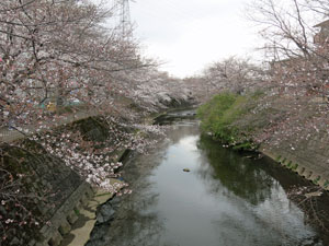 恩田川のサクラ