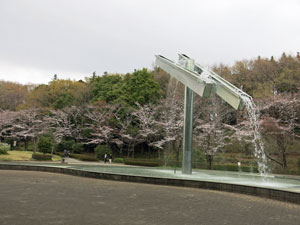 芹ヶ谷公園のサクラ